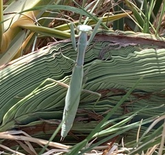 Iris oratoria