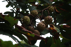 Aesculus hippocastanum