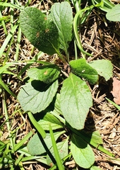 Salvia lyrata