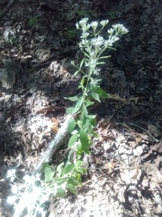 Eupatorium semiserratum