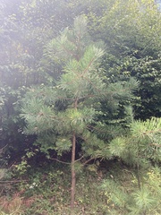Pinus rigida