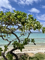 Heliotropium arboreum