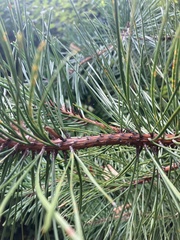 Pinus rigida