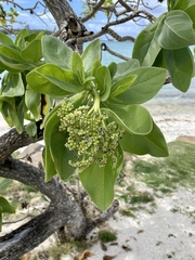 Heliotropium arboreum