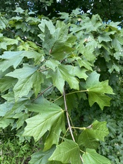 Acer floridanum