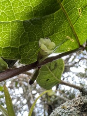 Citharexylum sulcatum