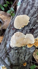 Coriolopsis glabrorigens