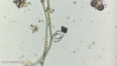 Cosmarium
