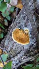 Coriolopsis glabrorigens