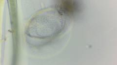 Cosmarium