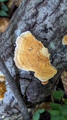 Coriolopsis glabrorigens