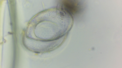 Cosmarium