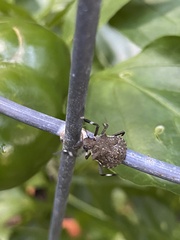 Halyomorpha halys