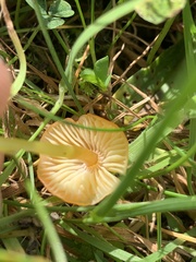 Hygrocybe ceracea