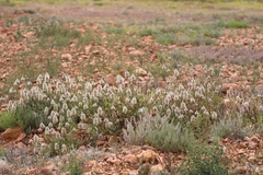 Ptilotus nobilis