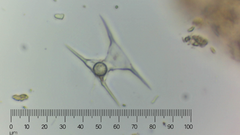 Staurodesmus triangularis