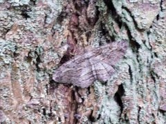 Neoalcis californiaria