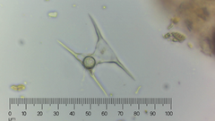 Staurodesmus triangularis