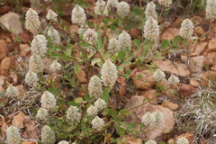 Ptilotus nobilis