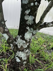 Lecanoromycetidae