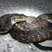 Watersnakes - Photo (c) Michiko, some rights reserved (CC BY-NC)