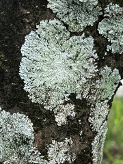 Lecanoromycetidae