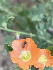 Macroteropsis
