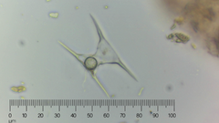 Staurodesmus triangularis