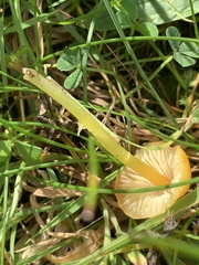 Hygrocybe ceracea