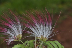 Calliandra foliosa