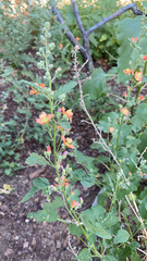 Sphaeralcea fendleri