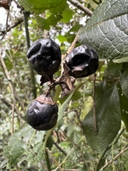 Citharexylum sulcatum