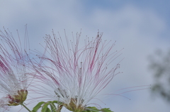 Calliandra foliosa