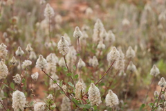 Ptilotus nobilis