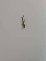 Neoconocephalus triops