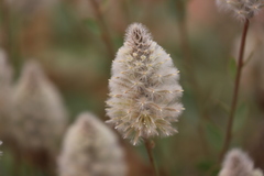 Ptilotus nobilis