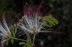 Calliandra foliosa