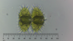 Staurastrum polytrichum