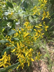 Solidago odora