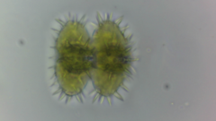 Staurastrum polytrichum