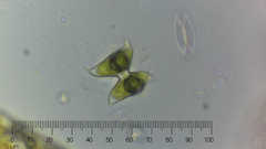 Staurodesmus dejectus