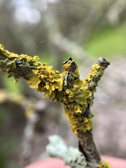 Xanthoria parietina