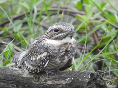 Chordeiles acutipennis