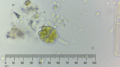 Euastrum denticulatum