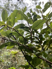 Xylosma spiculifera