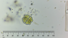 Euastrum denticulatum