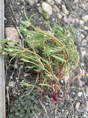 Portulaca halimoides
