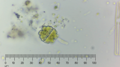 Euastrum denticulatum