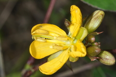 Senna