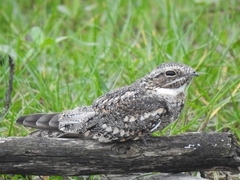 Chordeiles acutipennis